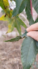 Minettia longipennis