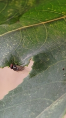 Minettia longipennis