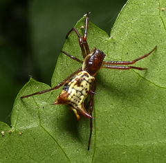 Micrathena fissispina