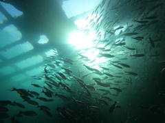 Haemulon maculicauda