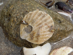 Aequipecten tehuelchus