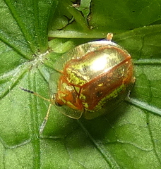 Charidotella