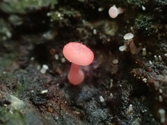 Mycena roseilignicola