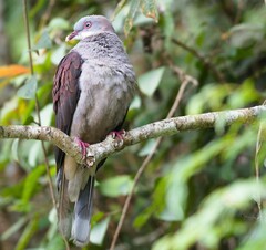 Ducula badia