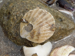 Aequipecten tehuelchus