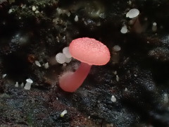 Mycena roseilignicola