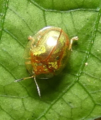 Charidotella