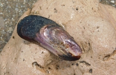 Brachidontes rodriguezii