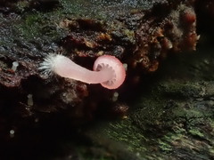 Mycena roseilignicola