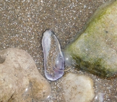 Brachidontes rodriguezii