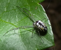 Leucauge volupis