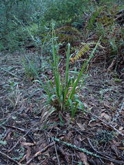 Anthoxanthum occidentale