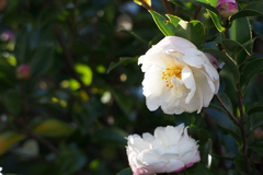 Camellia sasanqua