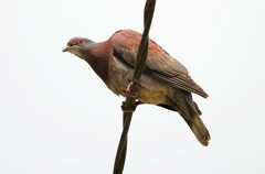 Patagioenas cayennensis