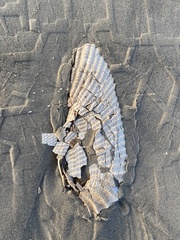 Cyrtopleura costata