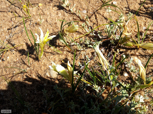 Babiana vanzijliae