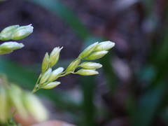 Anthoxanthum occidentale