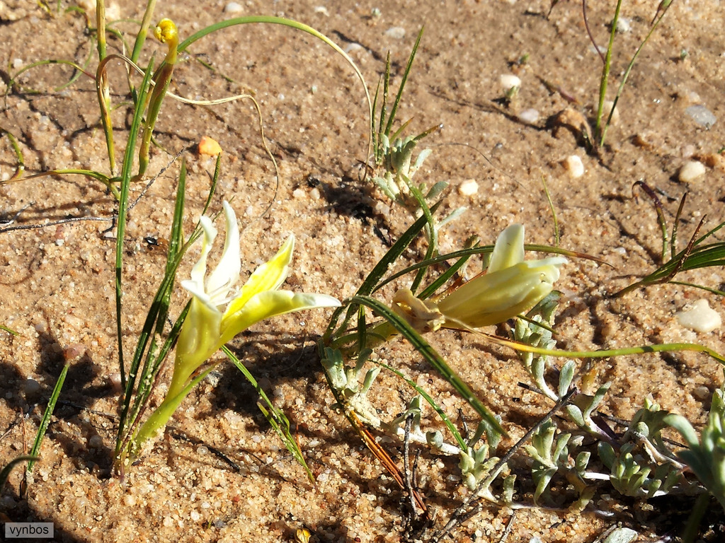 Babiana vanzijliae, Rietvlei Trail, Oorlogskloof