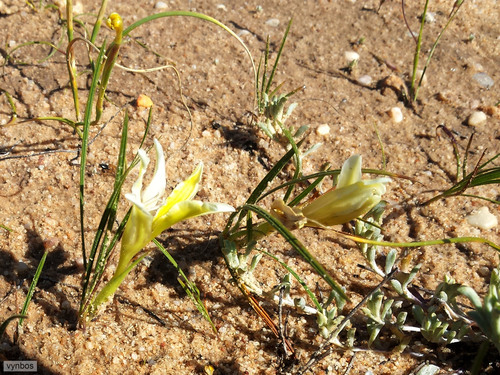 Babiana vanzijliae