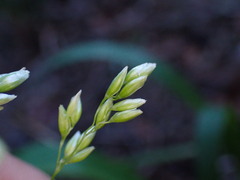 Anthoxanthum occidentale