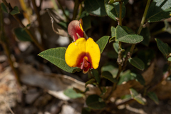 Bossiaea ornata