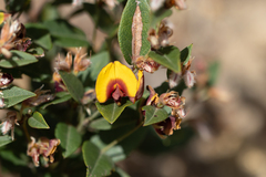 Bossiaea ornata