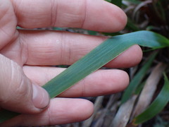 Anthoxanthum occidentale