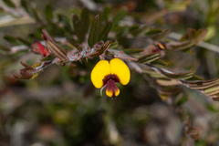 Bossiaea eriocarpa