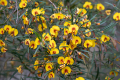 Bossiaea linophylla