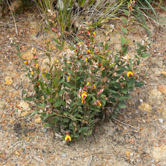 Bossiaea ornata
