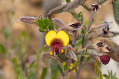 Bossiaea eriocarpa