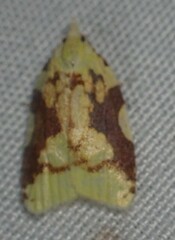 Cenopis niveana