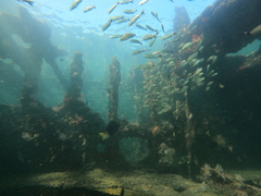 Haemulon maculicauda