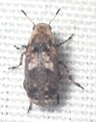 Euparius marmoreus