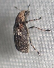 Euparius marmoreus