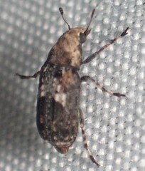 Euparius marmoreus