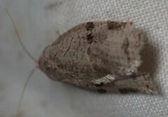 Archips grisea