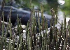 Salicornia perennis