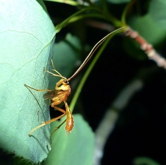 Macrocentrinae