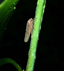 Ponana rubida