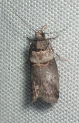 Acrobasis caryae