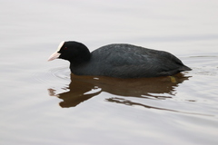 Fulica atra