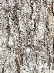 Heteropodinae