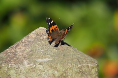Vanessa indica indica