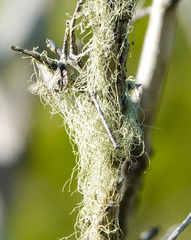 Ramalina usnea