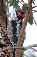 Sphyrapicus ruber × nuchalis