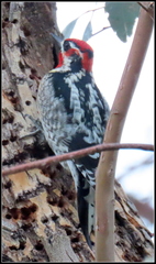 Sphyrapicus ruber × nuchalis