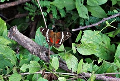 Anartia fatima colima
