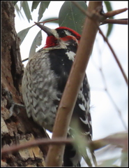 Sphyrapicus ruber × nuchalis