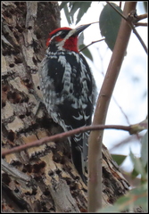 Sphyrapicus ruber × nuchalis